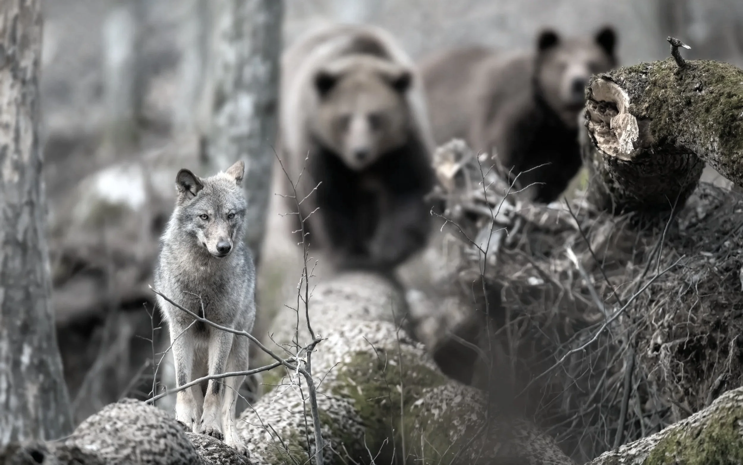 A wolf walking through a forest with trees and rocks, with three bears in the background.