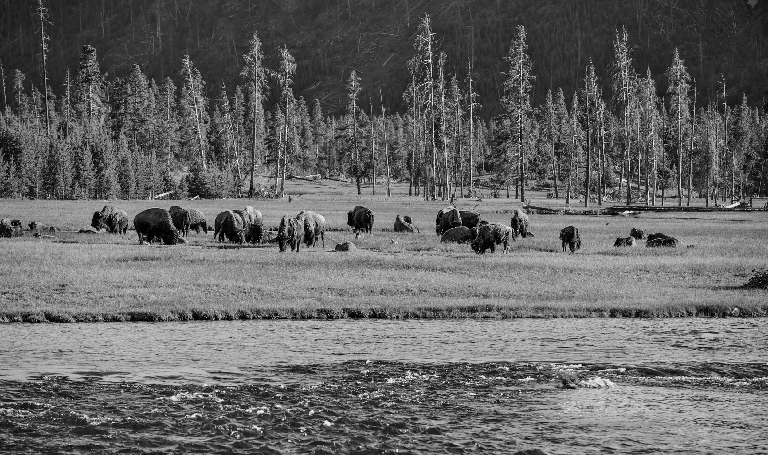 Black and white photo of bison grazing on a grassy riverbank with a wooded forest and mountain in the background.