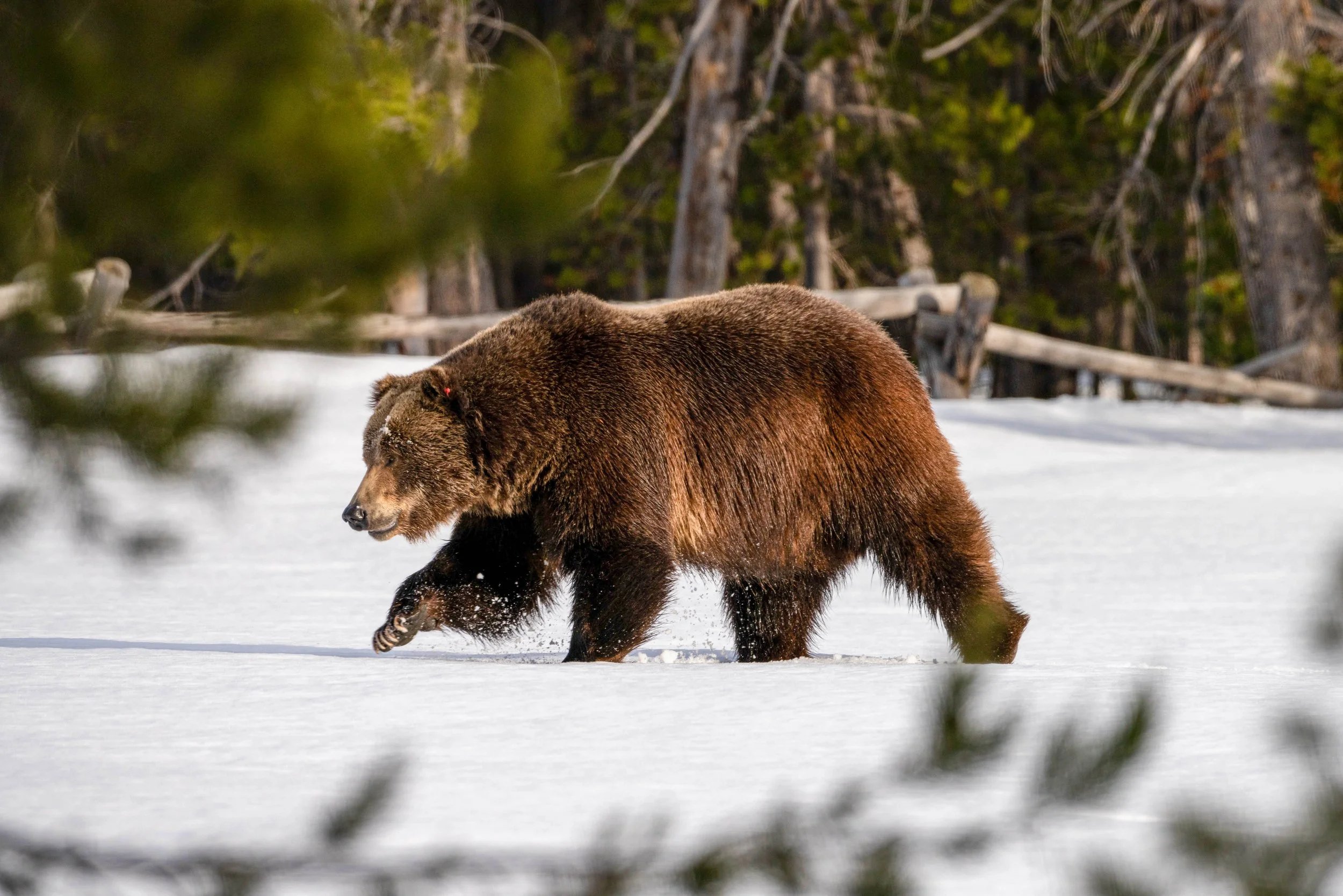 A brown bear walking on snow in a forested area.