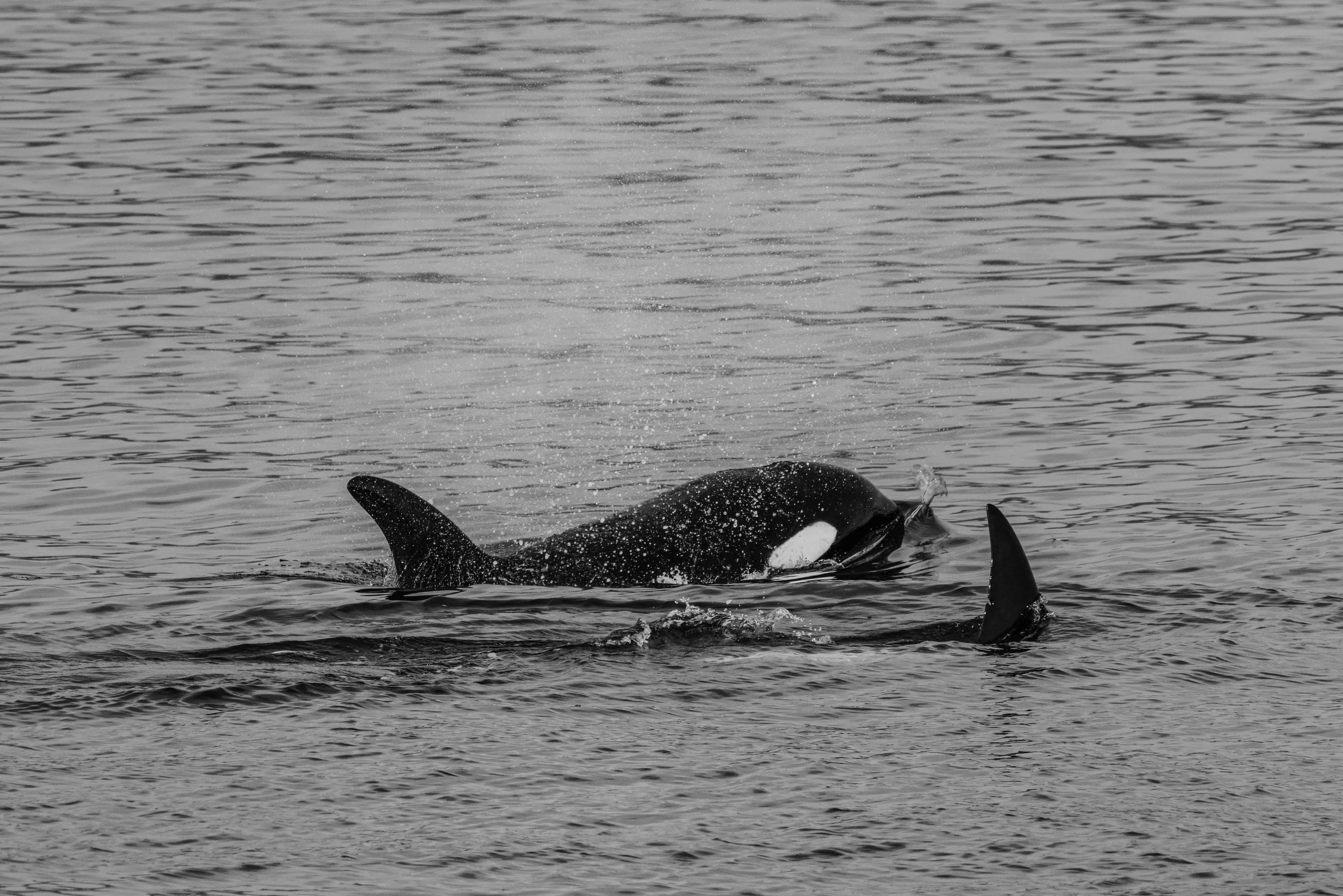 A dorsal view of a whale breaching the water surface, with part of its tail and fins visible, creating splashes in the water.