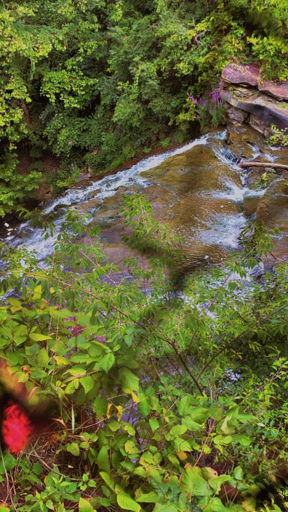 A small river flowing through a lush green forest with trees and bushes surrounding it.