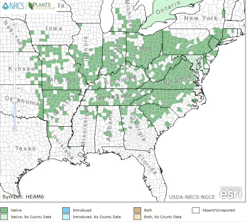 American Alumroot Native Map .png