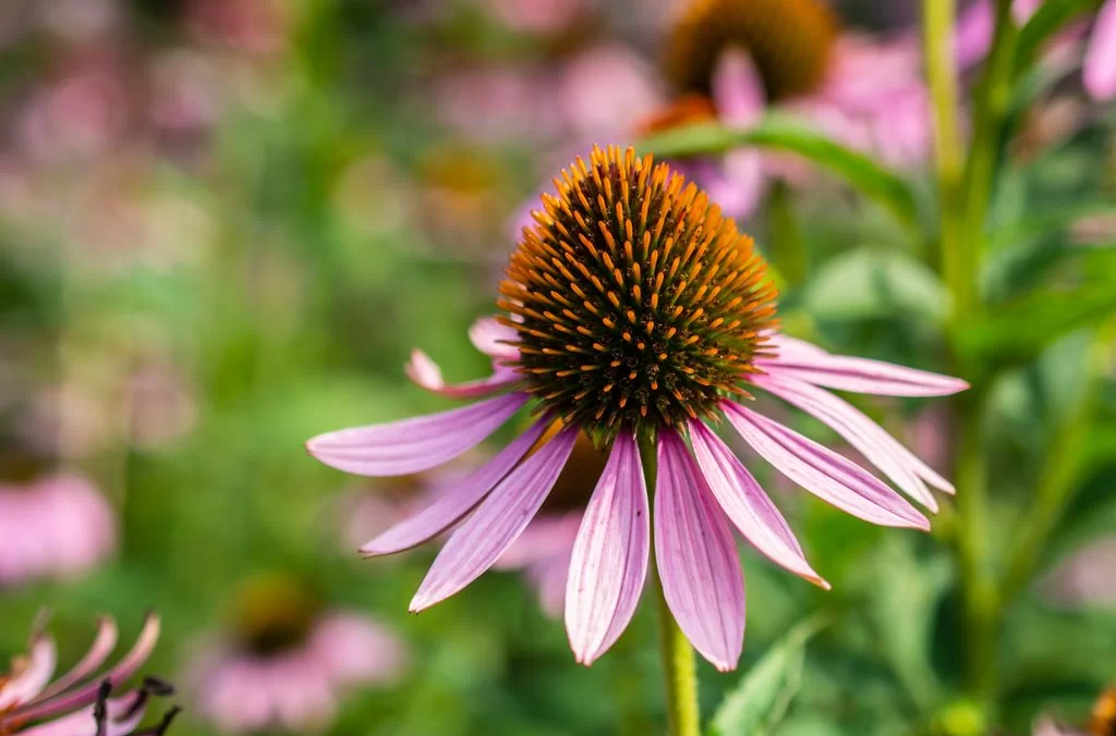 Purple Coneflower.png