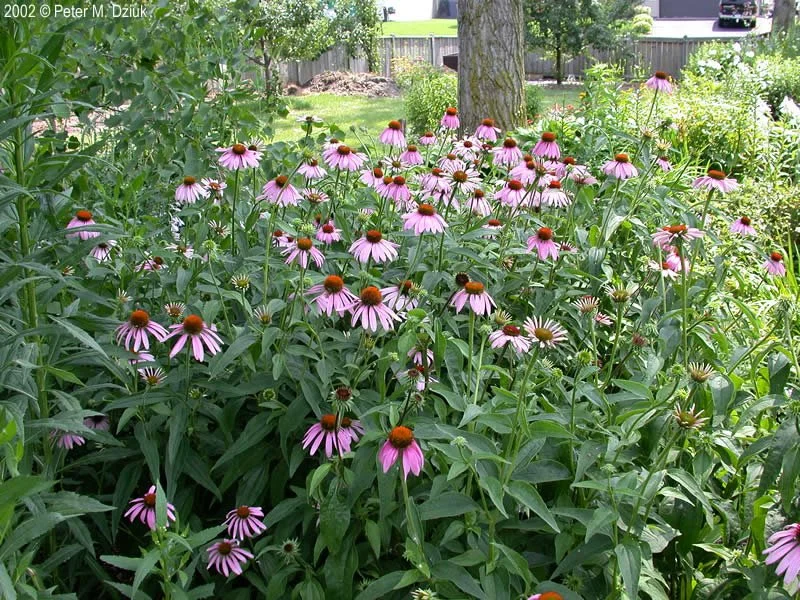 Cluster Garden.jpg