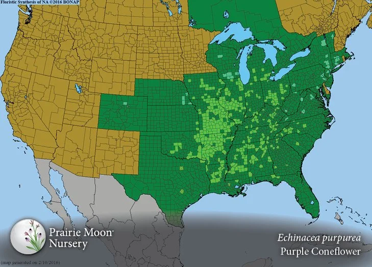 Echinacea-purpurea-Purple-Coneflower map.jpg