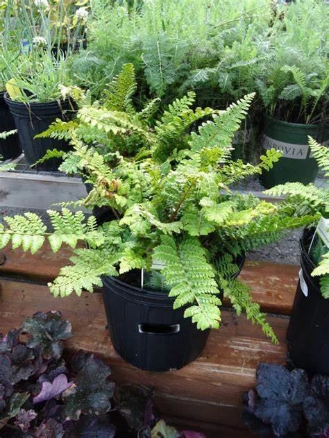 Potted Christmas Fern.jpg
