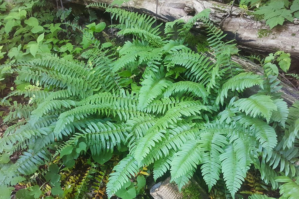 Clustter Christmas Ferns.png