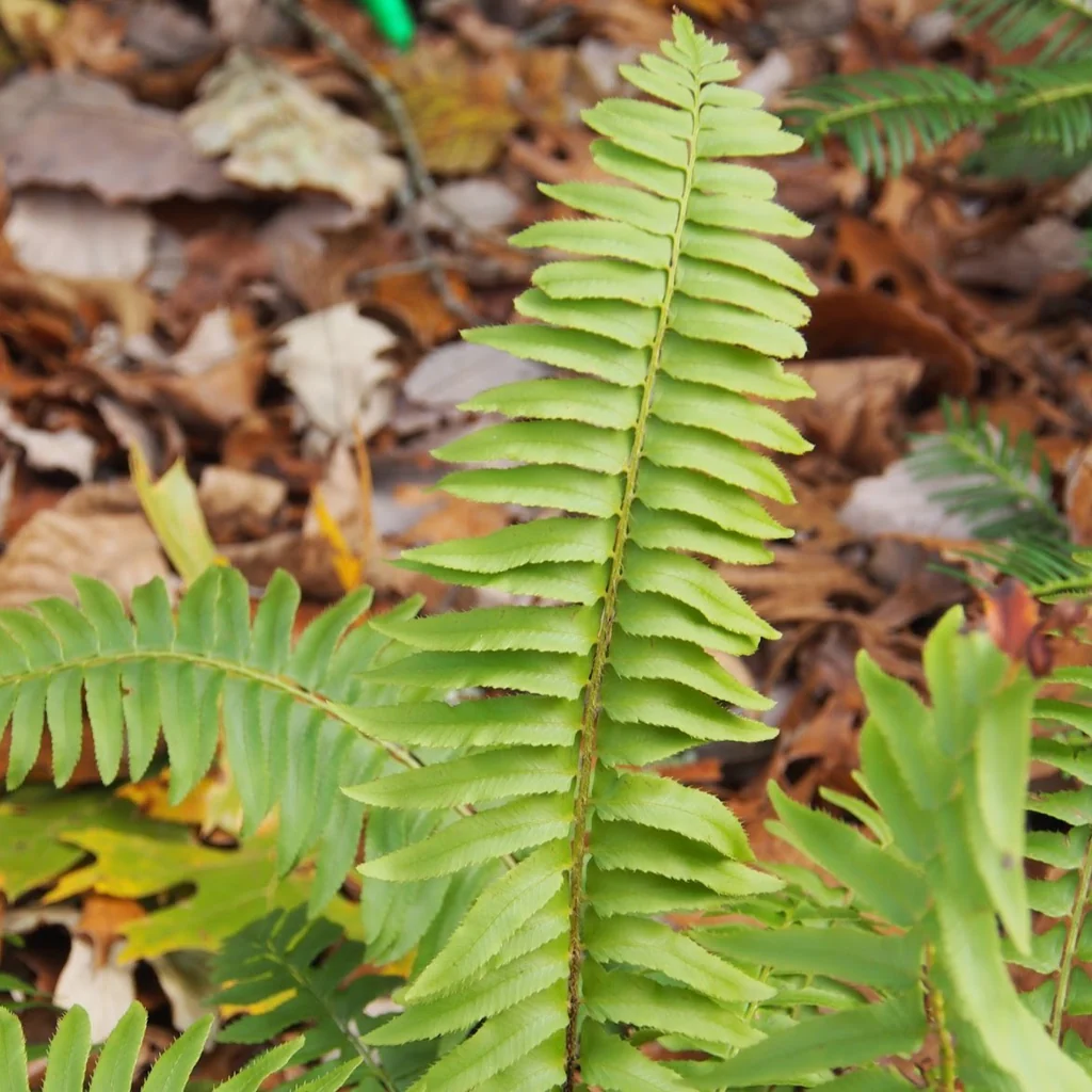 Chirstmas Fern Leaflets.png