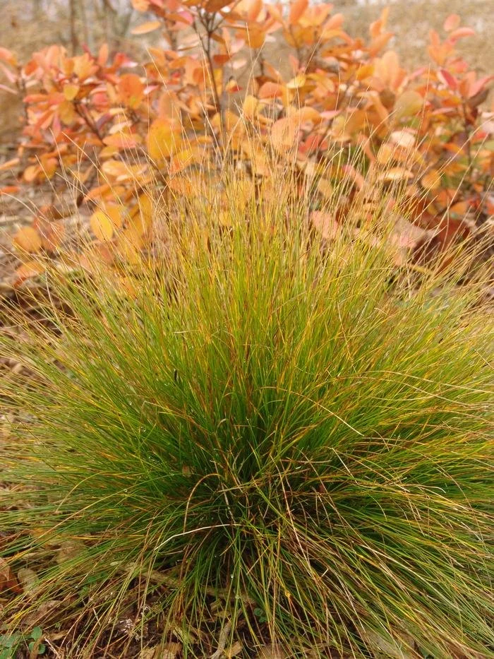 Garden Sedge.jpg