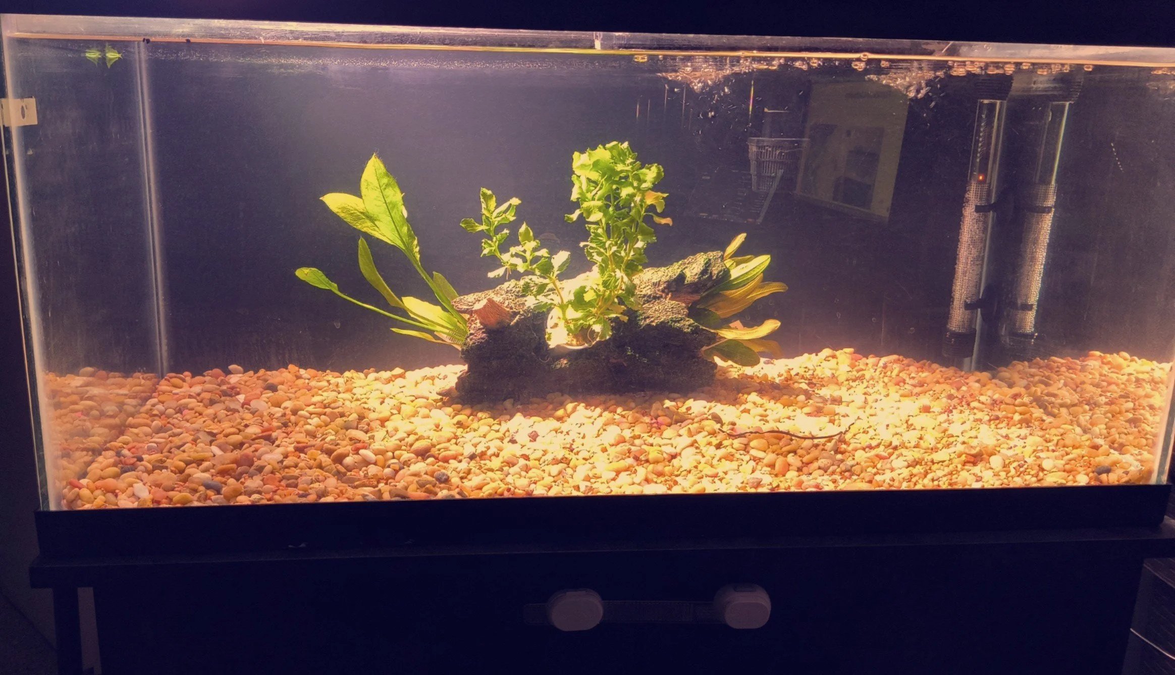 A small indoor terrarium with a glass enclosure, containing gravel at the bottom, a piece of tree bark, and various green plants growing from the bark.