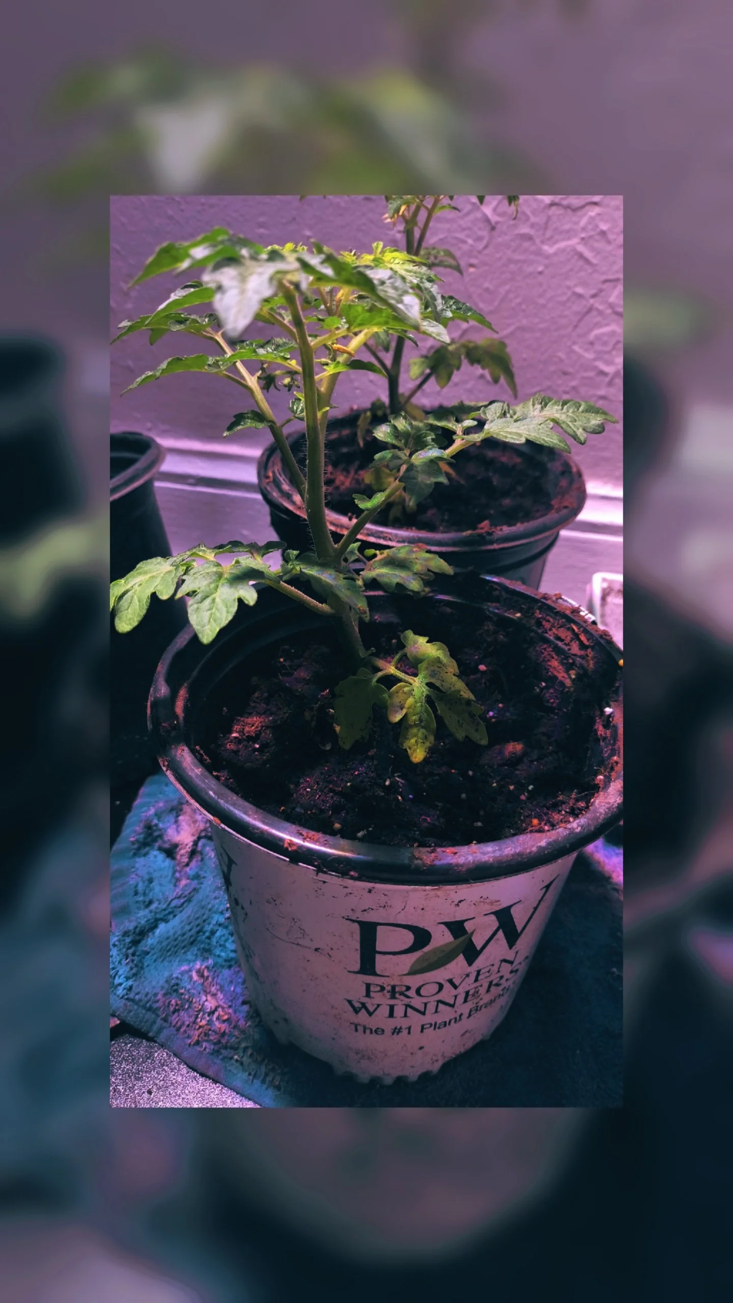 A potted tomato plant growing in a container labeled 'PW Proven Winner.' The plant has green leaves and some budding growth, placed on a surface with a purple wall in the background.