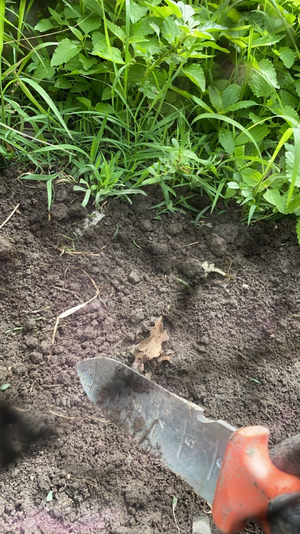 A gardening trowel with a red handle is digging into the soil in a garden bed, surrounded by green plants and grass.
