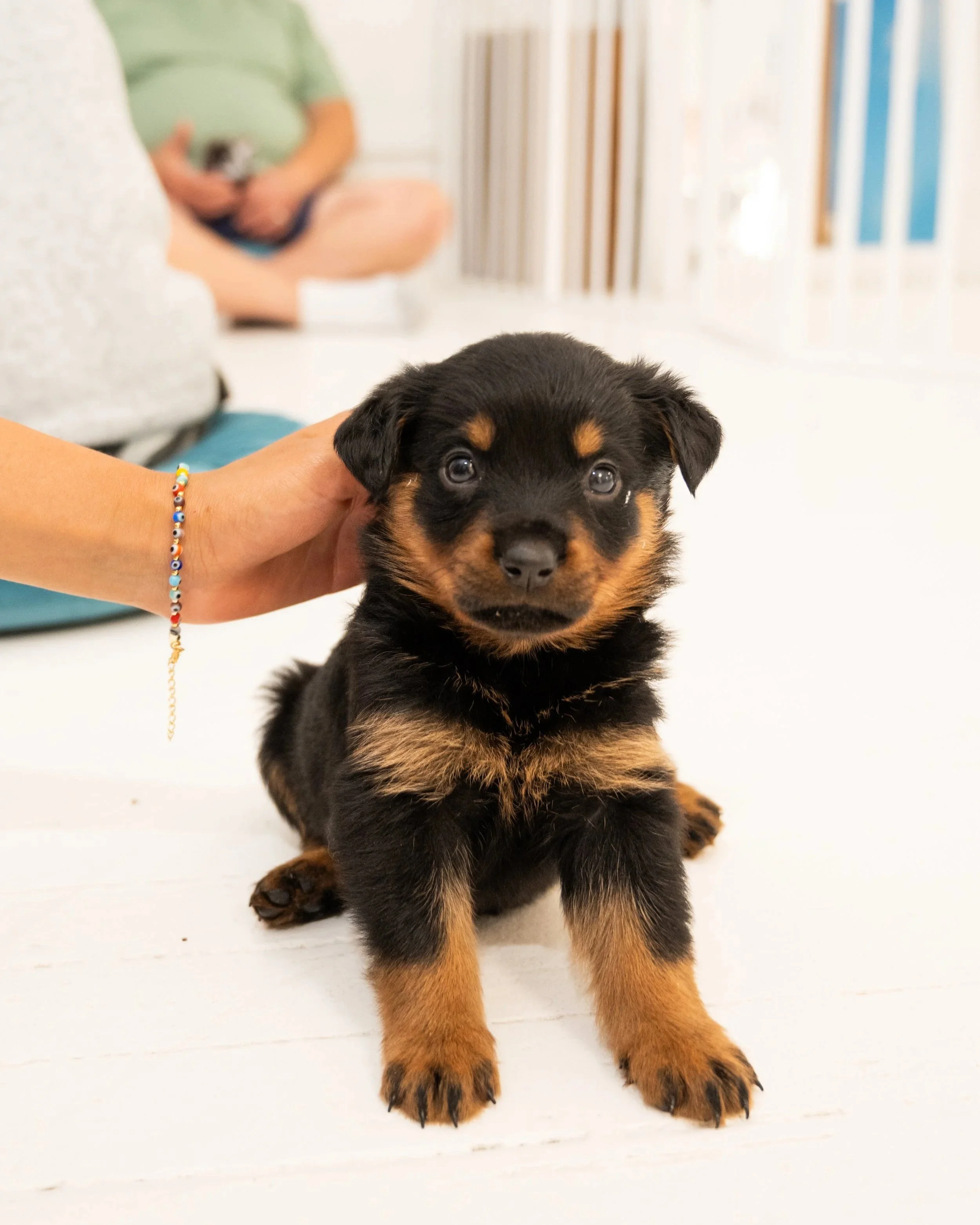 ZUZ_8206.jpg (Copy) (Copy) (Copy)