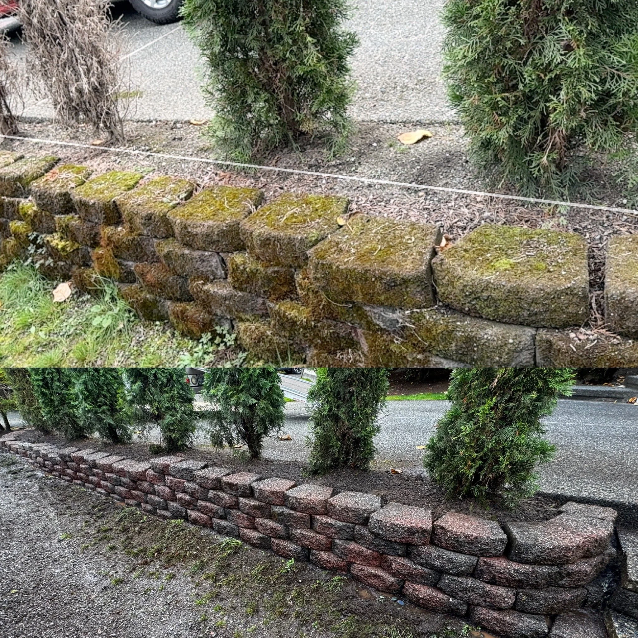 Comparison of two brick garden walls, one old and mossy at the top, one new and clean at the bottom, with small pine trees behind both walls.