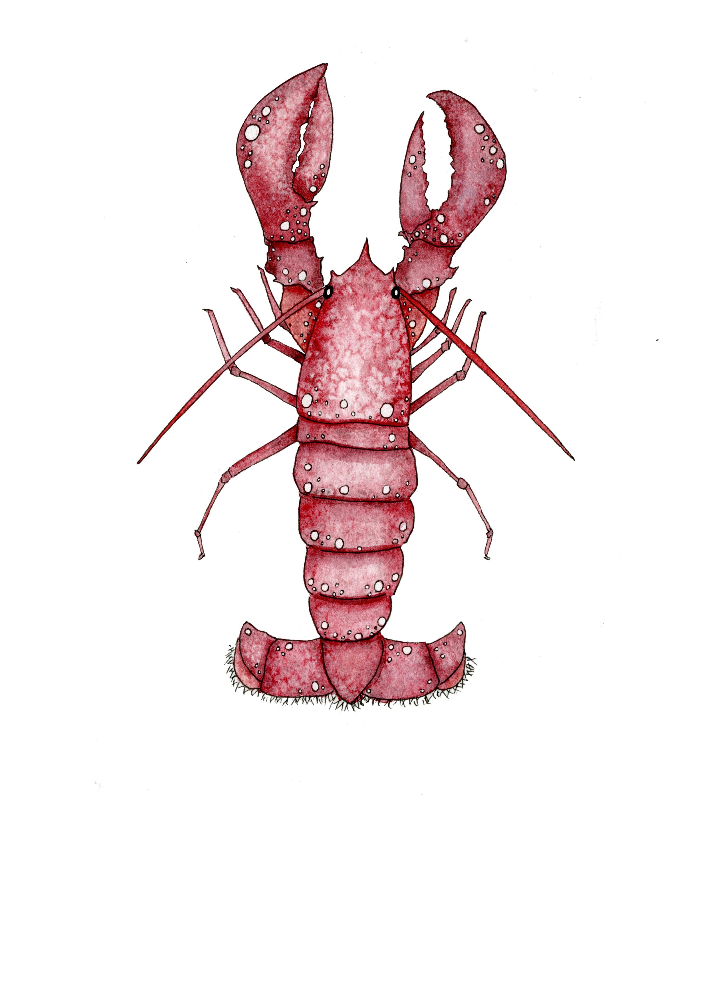 NEW lobster.jpg