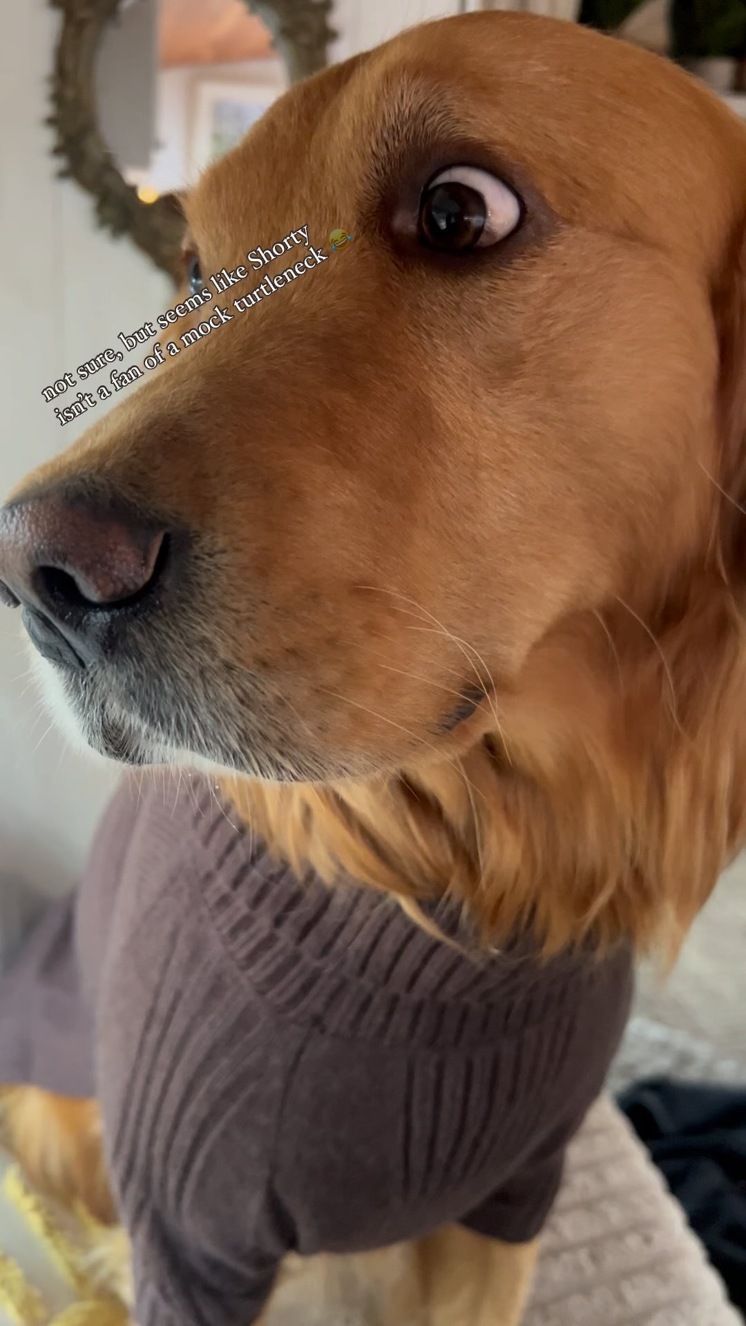 when you try to keep the furbabies warm but clothes don’t make sense to them 😂
-
#goldenretriever #goldenretrievers #funnyanimals #furbaby #mockturtleneck #sweaterweather