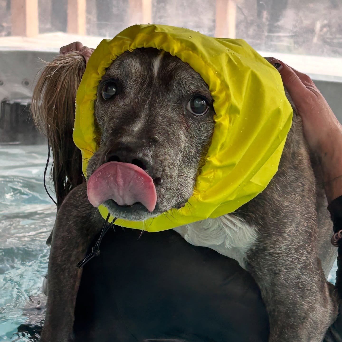 Picture it: La Pine, Oregon. A brave soul in a banana bonnet, conquering the waters of wellness one lick at a time.
At Golden Girl Ranch, we believe every pup deserves their Sophia moment—bold, unapologetic, and dressed to impress.
Thank you