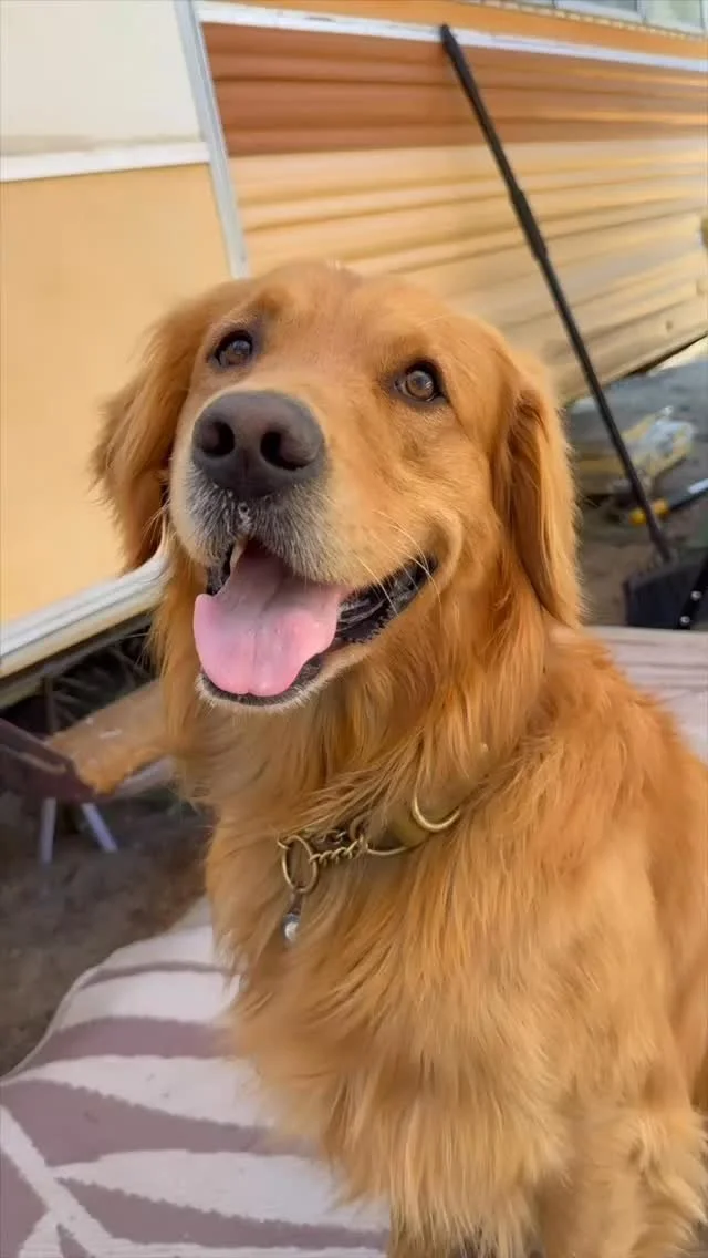 Shorty for the next #airbud !
#airbudsambassador #aibudaudition #shortyforprez #littlesistersarelame #goldenretrieversworld