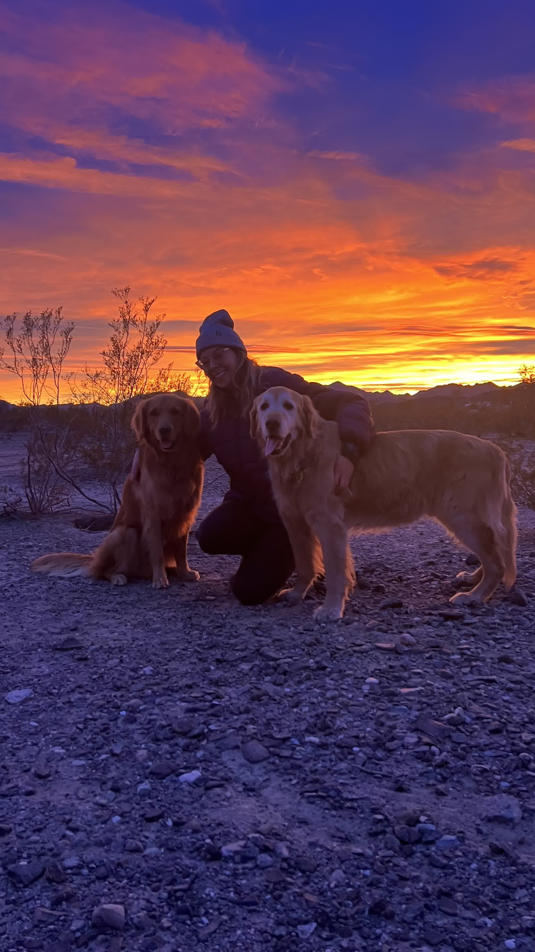 A person kneeling between two Golden Retrievers at sunset in a desert landscape.