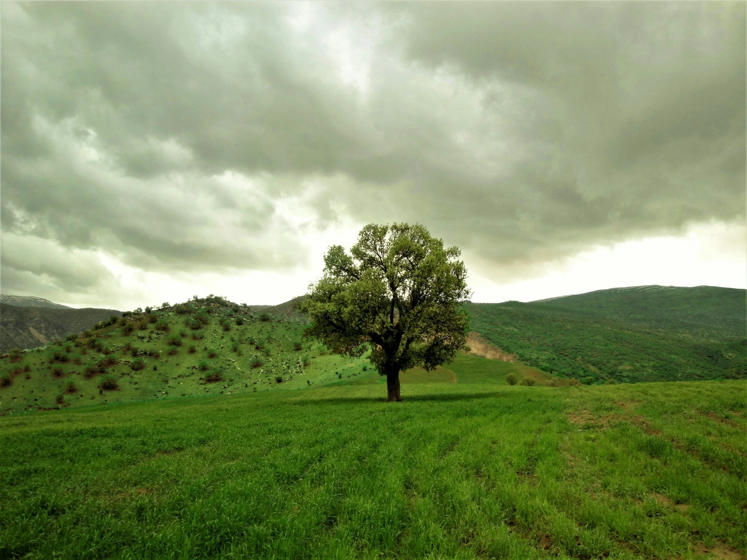 We analyse the land, orientation, natural elements, and energetic qualities of the site through the lens of Vaastu and environmental design principles.