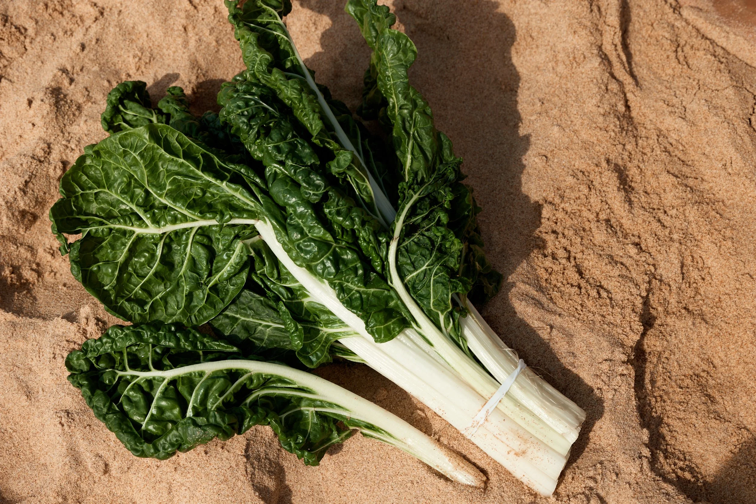 Gut Health &amp; Clinical Nutrition: Why It Matters