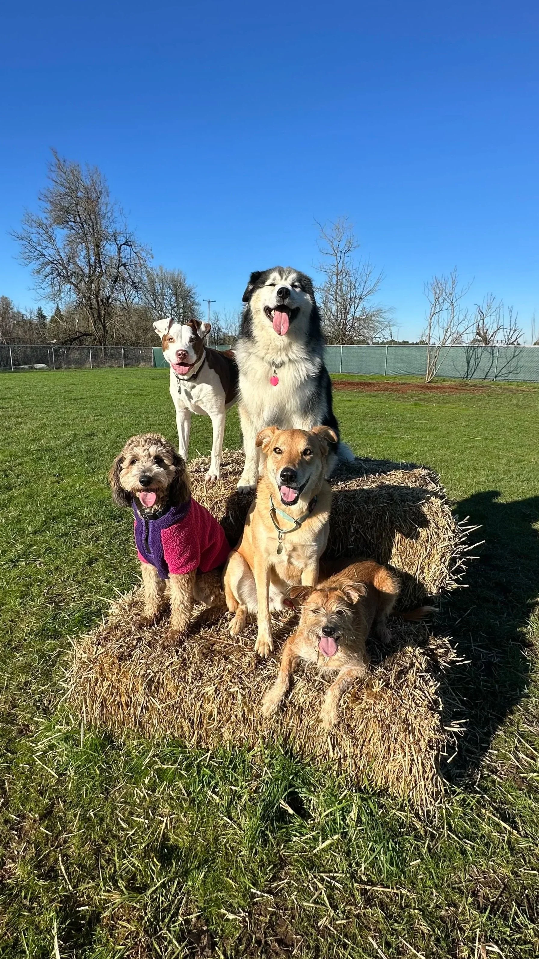 Group of five dogs sitting on and around a large hay bale in a park with green grass, trees, and a clear blue sky.