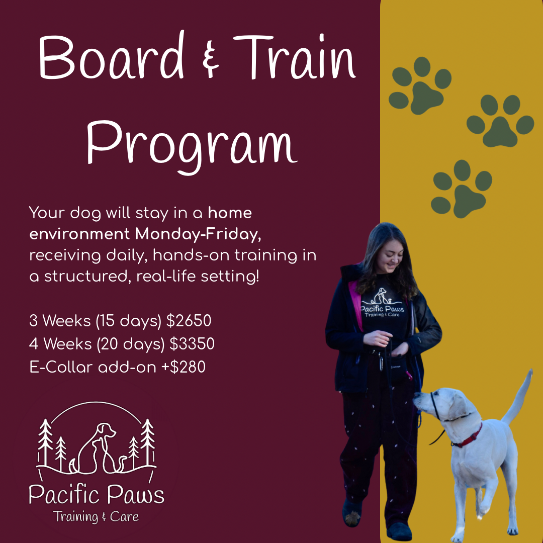 Board & Train Program