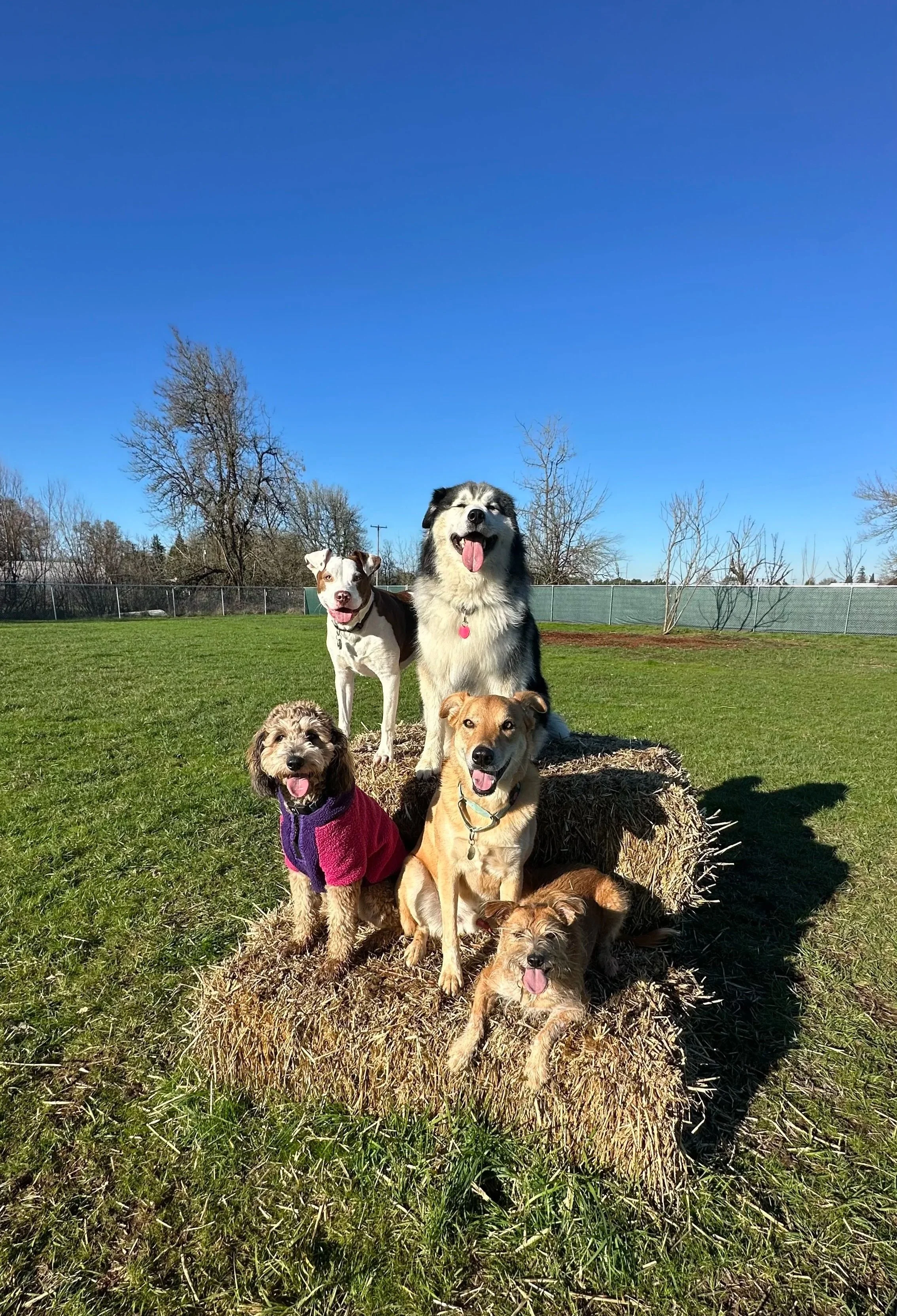 Five dogs sitting on a hay bale in an open grassy field under a clear blue sky.