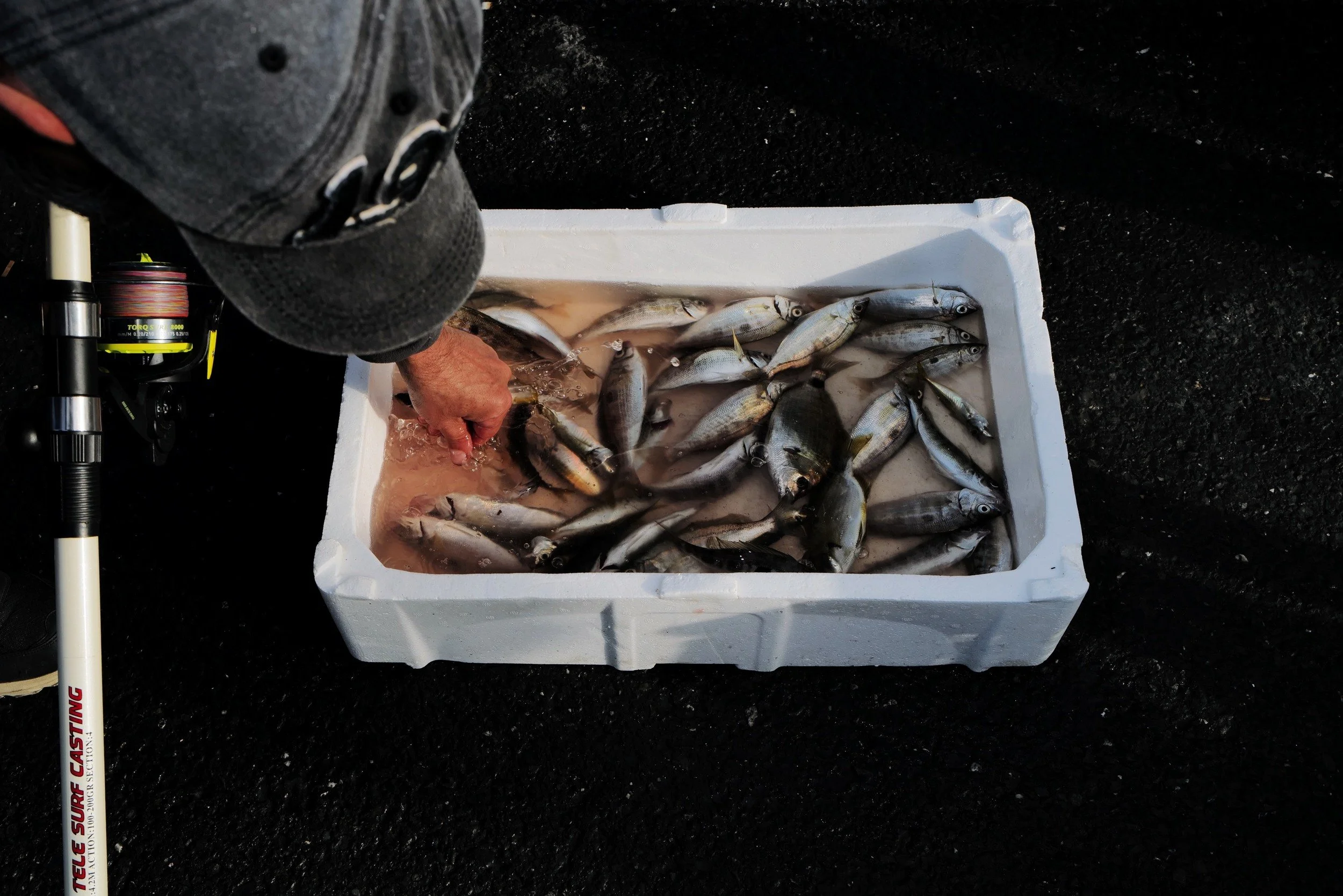 Fresh fish in a white tray