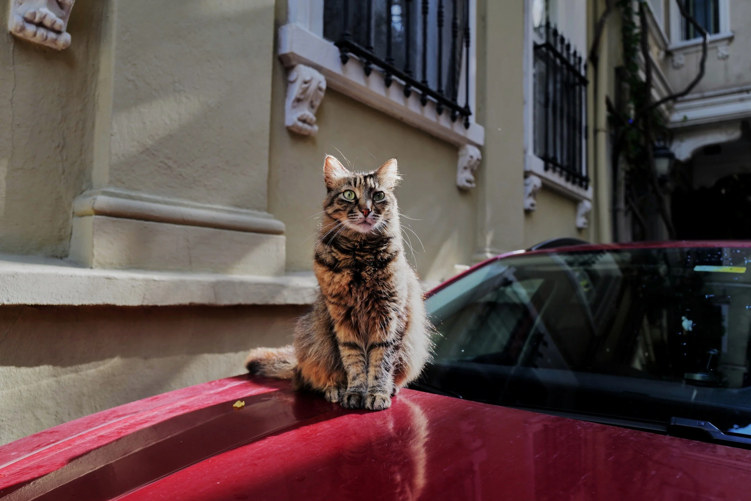A cat sitting on the roof of a red car