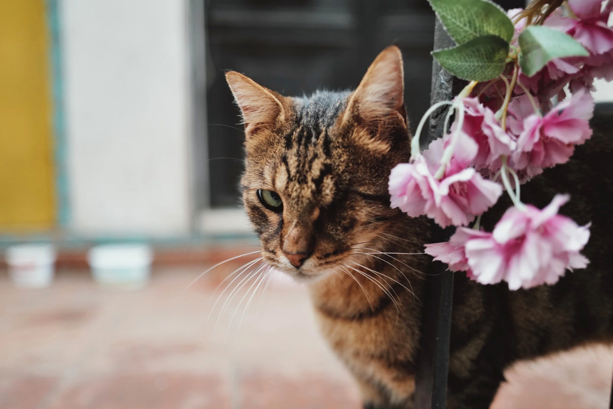 A cat looking out from beside flowers