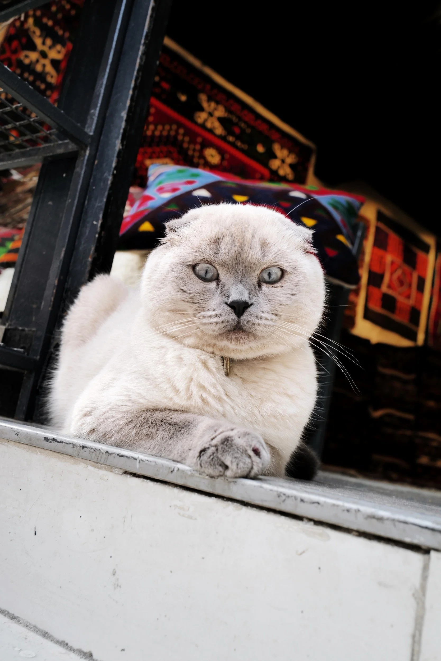 A white cat resting in a shop window