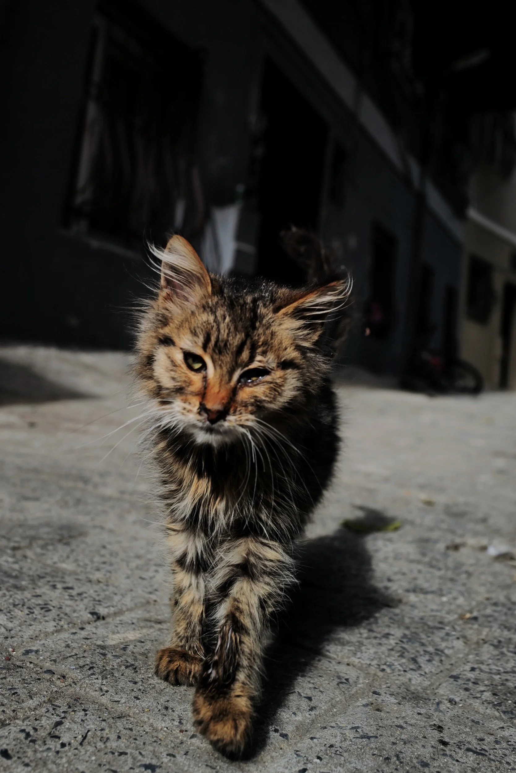 A street cat approaching the camera