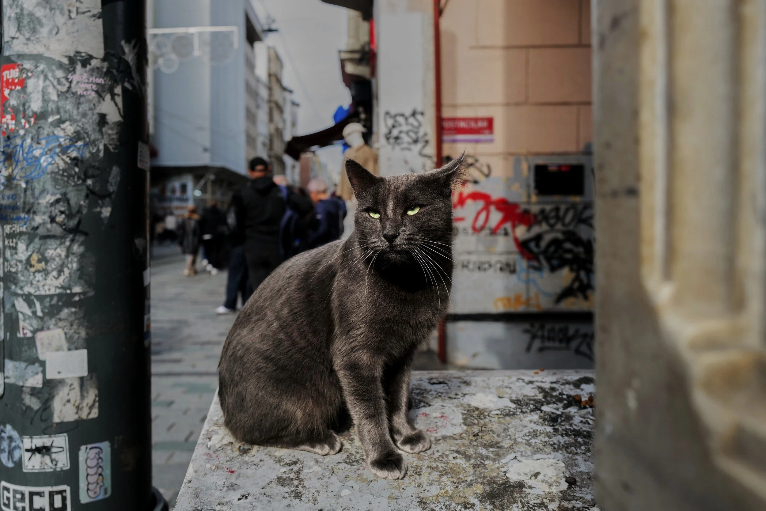 A grey street cat sitting on a wall