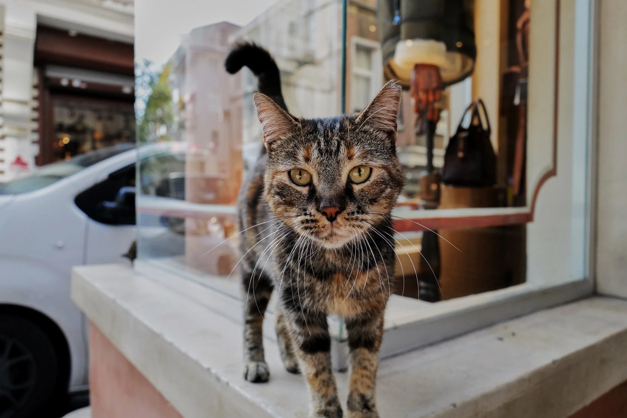 A tabby cat standing on a shop windowsill