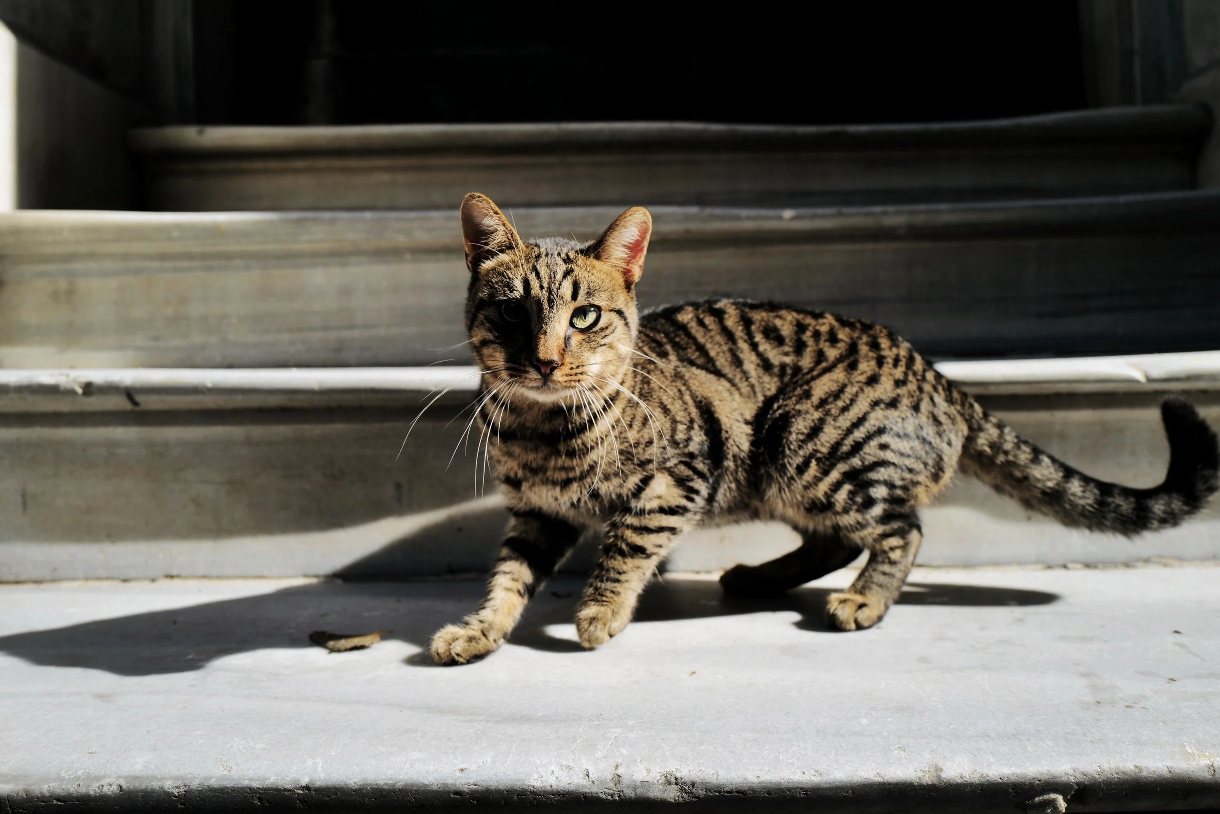 A tabby cat standing in the sunlight
