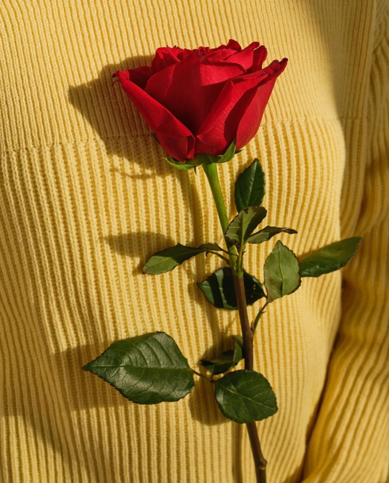 In the studio with Gabi. 🌹

@gab.rielarose 
@justin_sisson 

#capturedatcontro #brooklyn #newyork #photostudio #eventspace