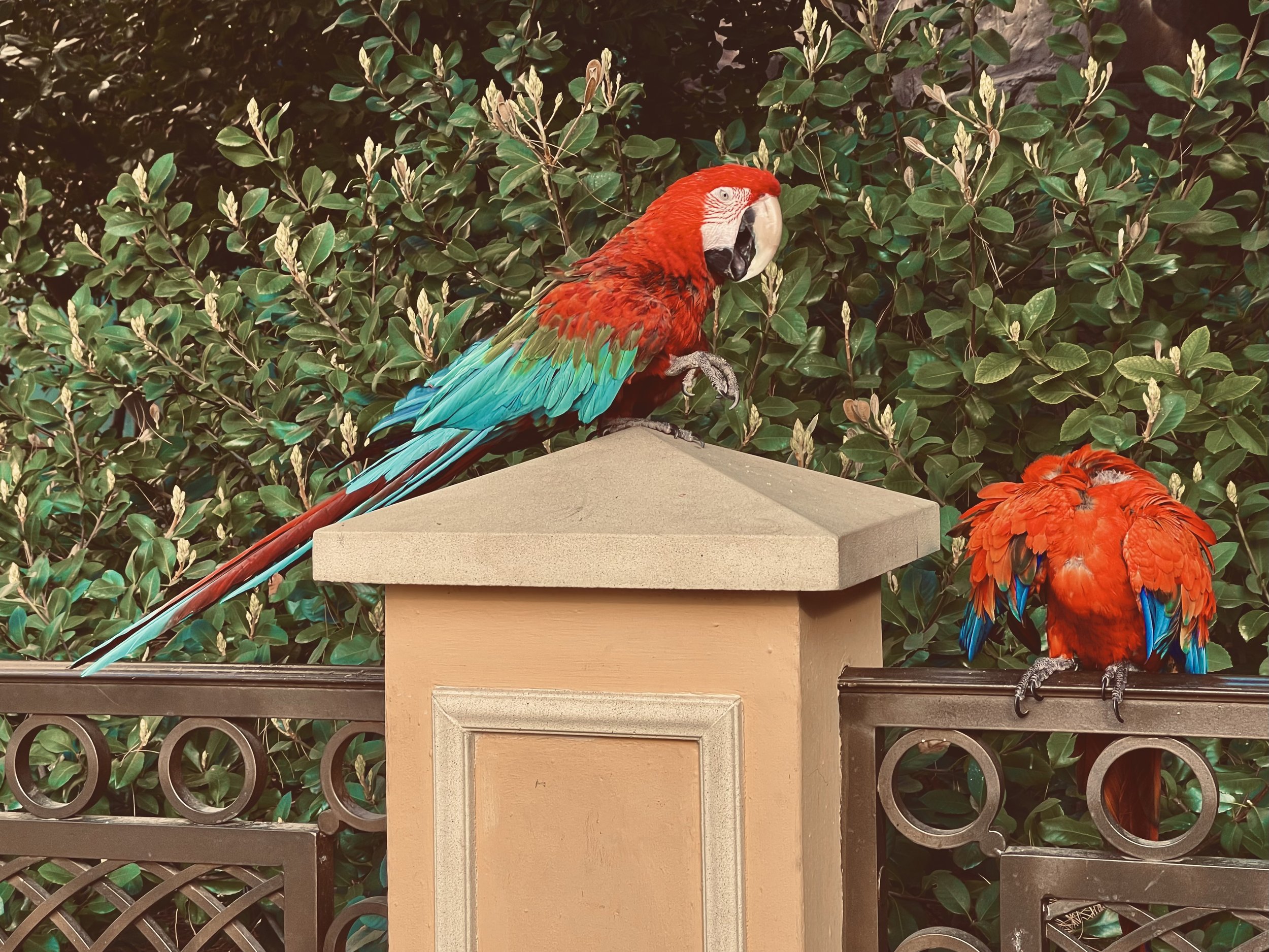 me repertoire at a glance