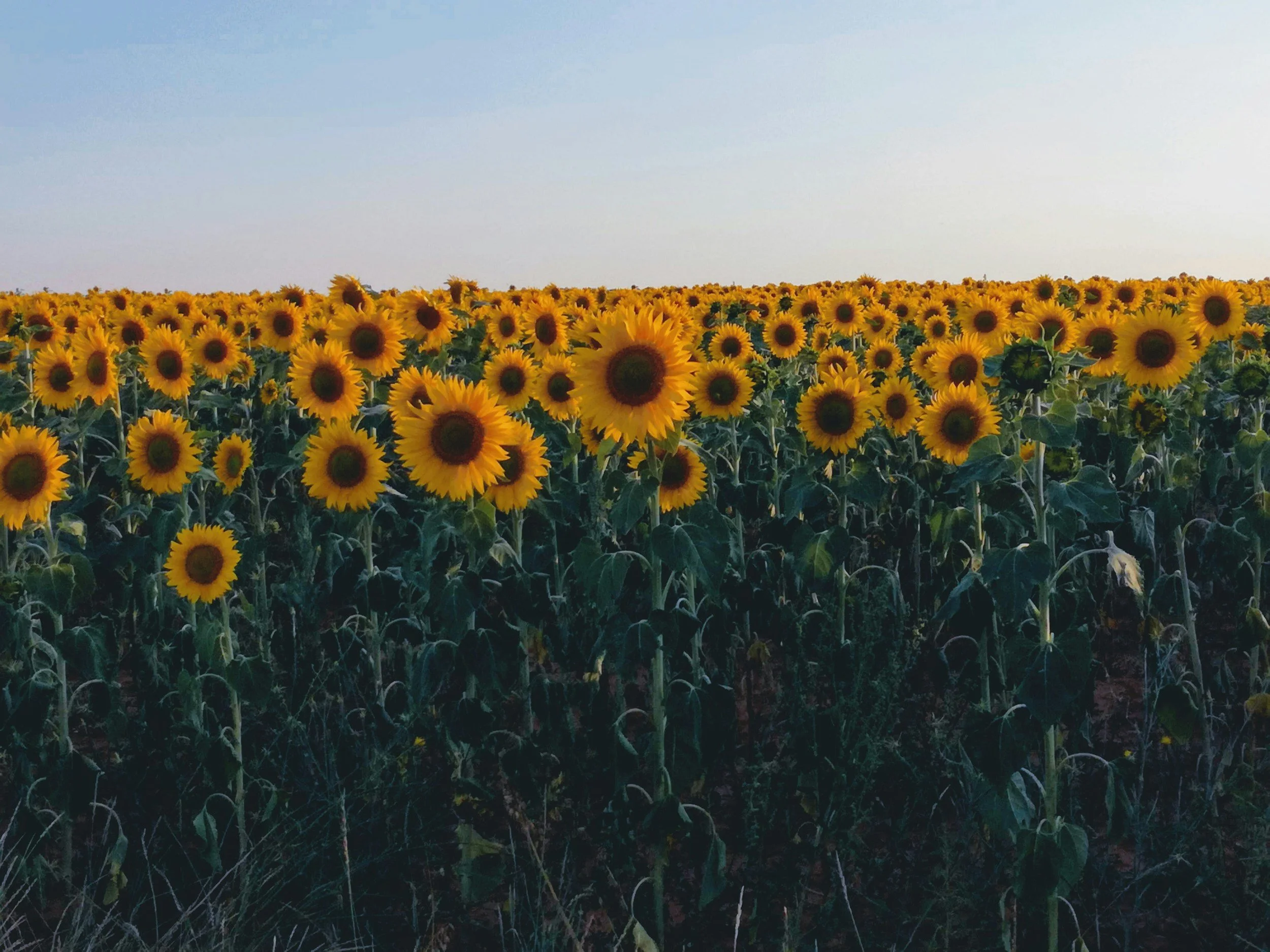 A Prayer for Cheerfulness: Finding Joy in the Ordinary Work of Christian Parenting