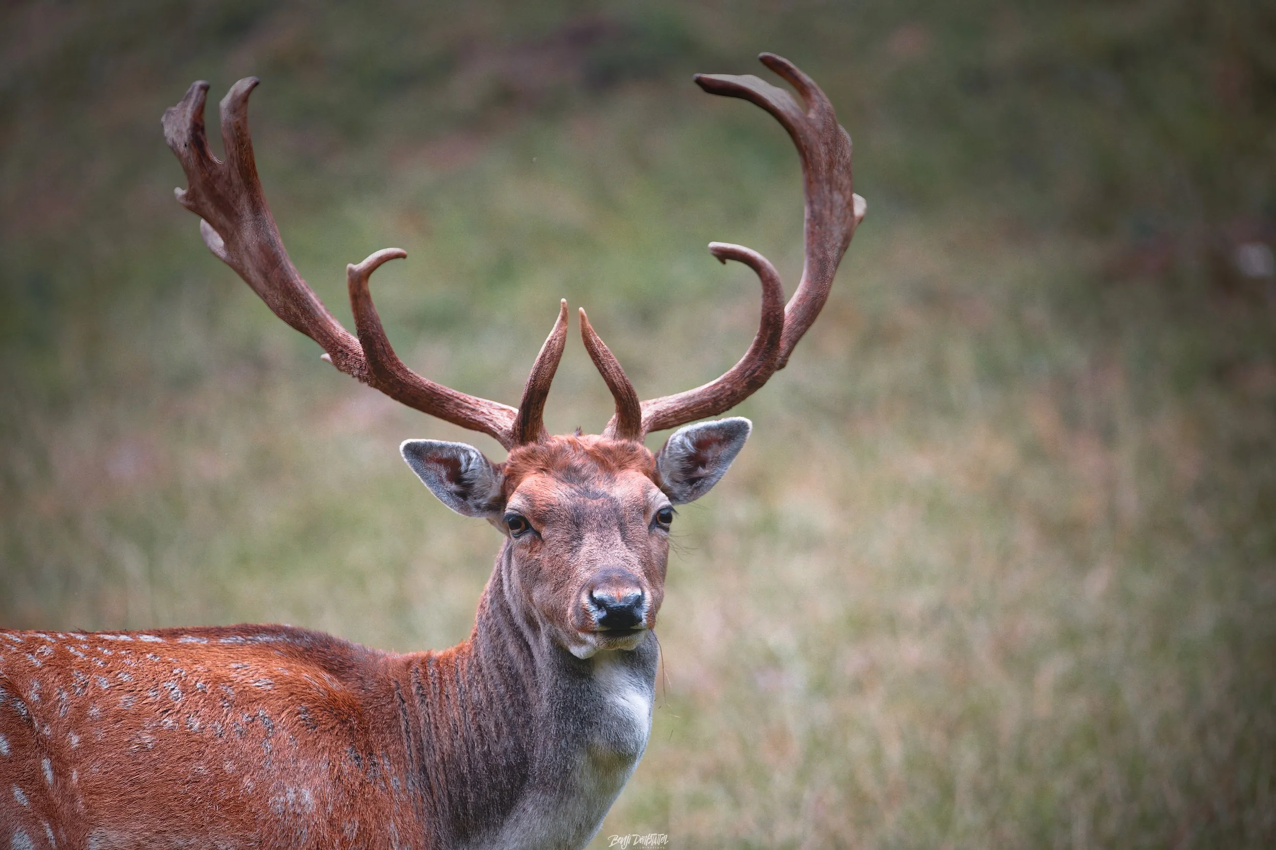 A deer with large antlers standing on a grassy field.
