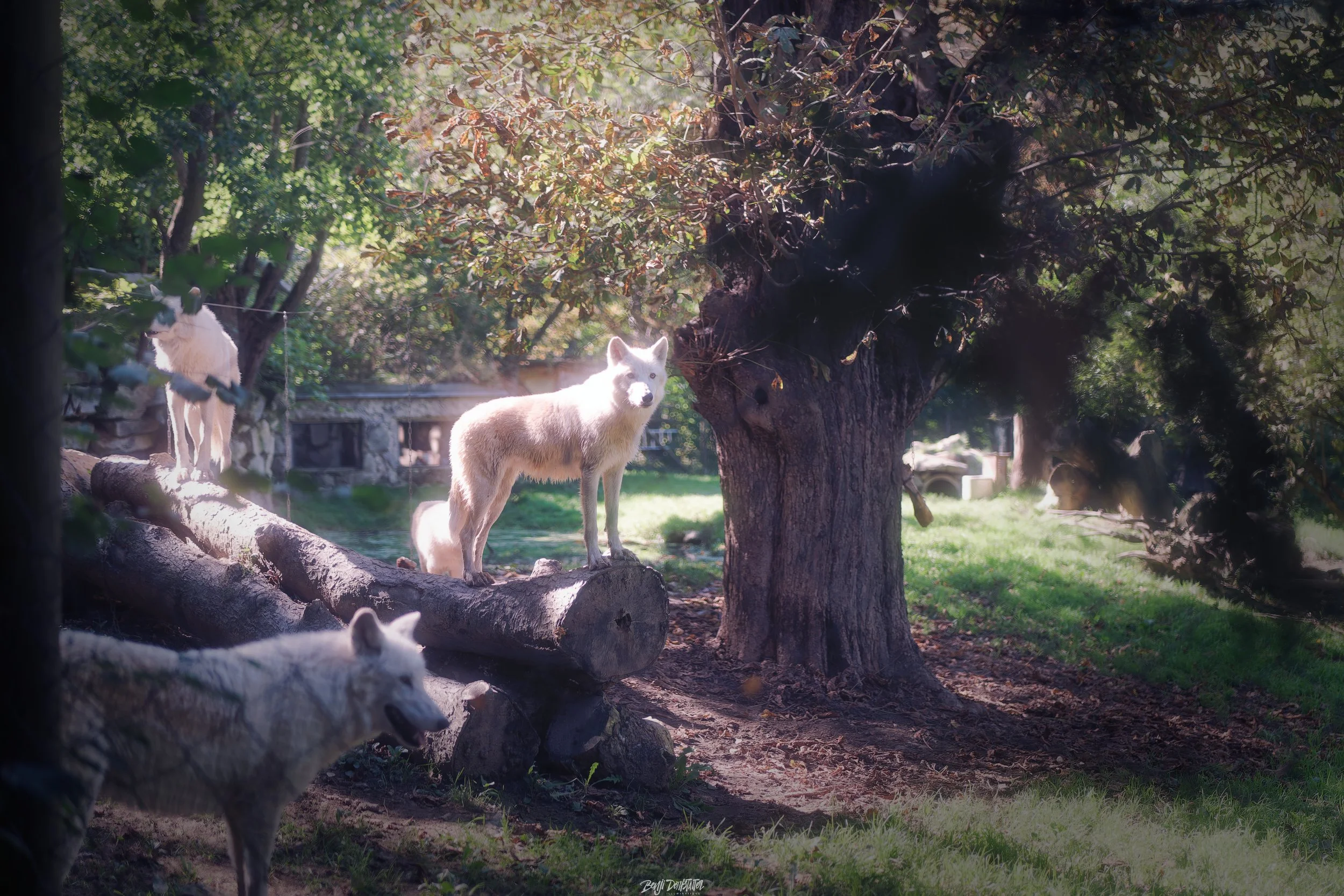 A light-colored wolf standing on a fallen log under a tree in a sunlit forest with other wolves nearby.