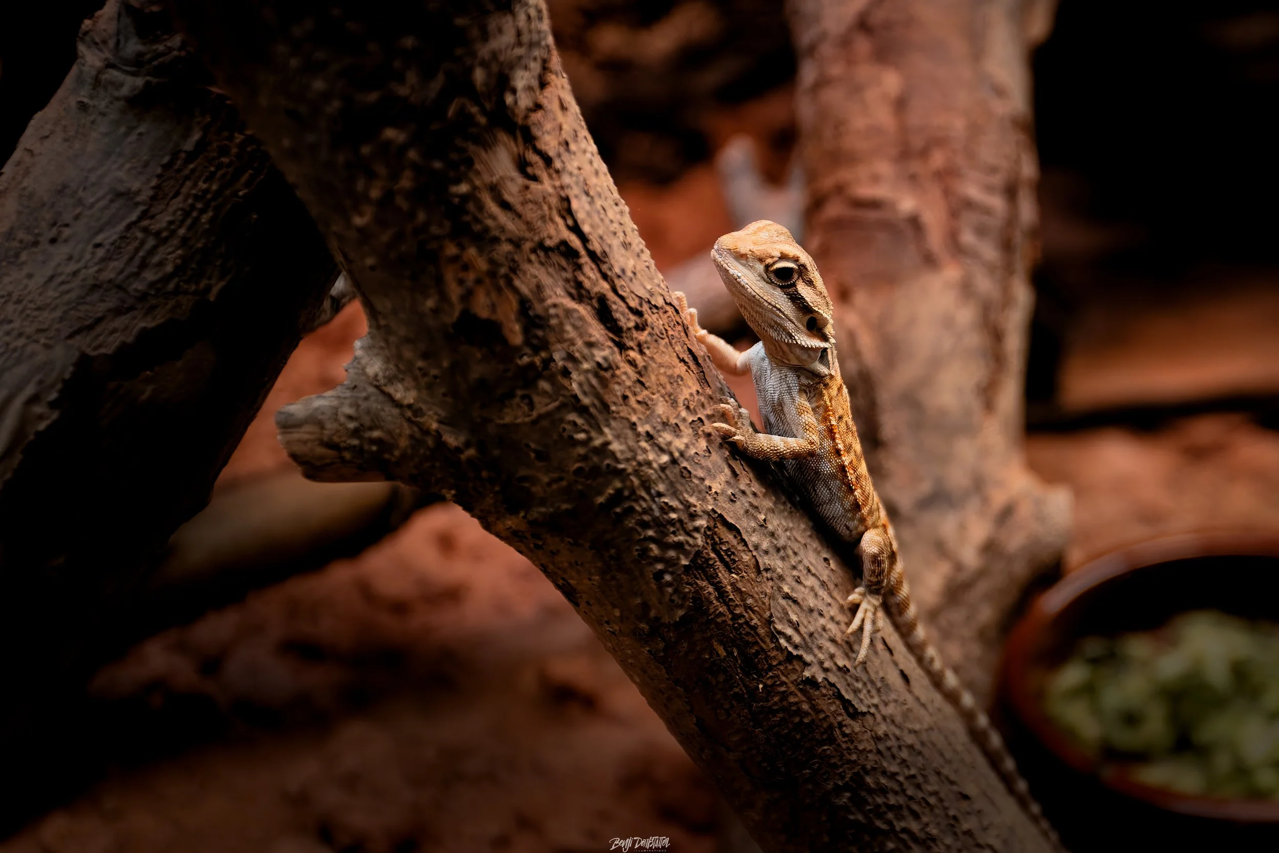 A small brown and gray lizard with prominent eyes climbing on a rough tree branch in a desert-like environment