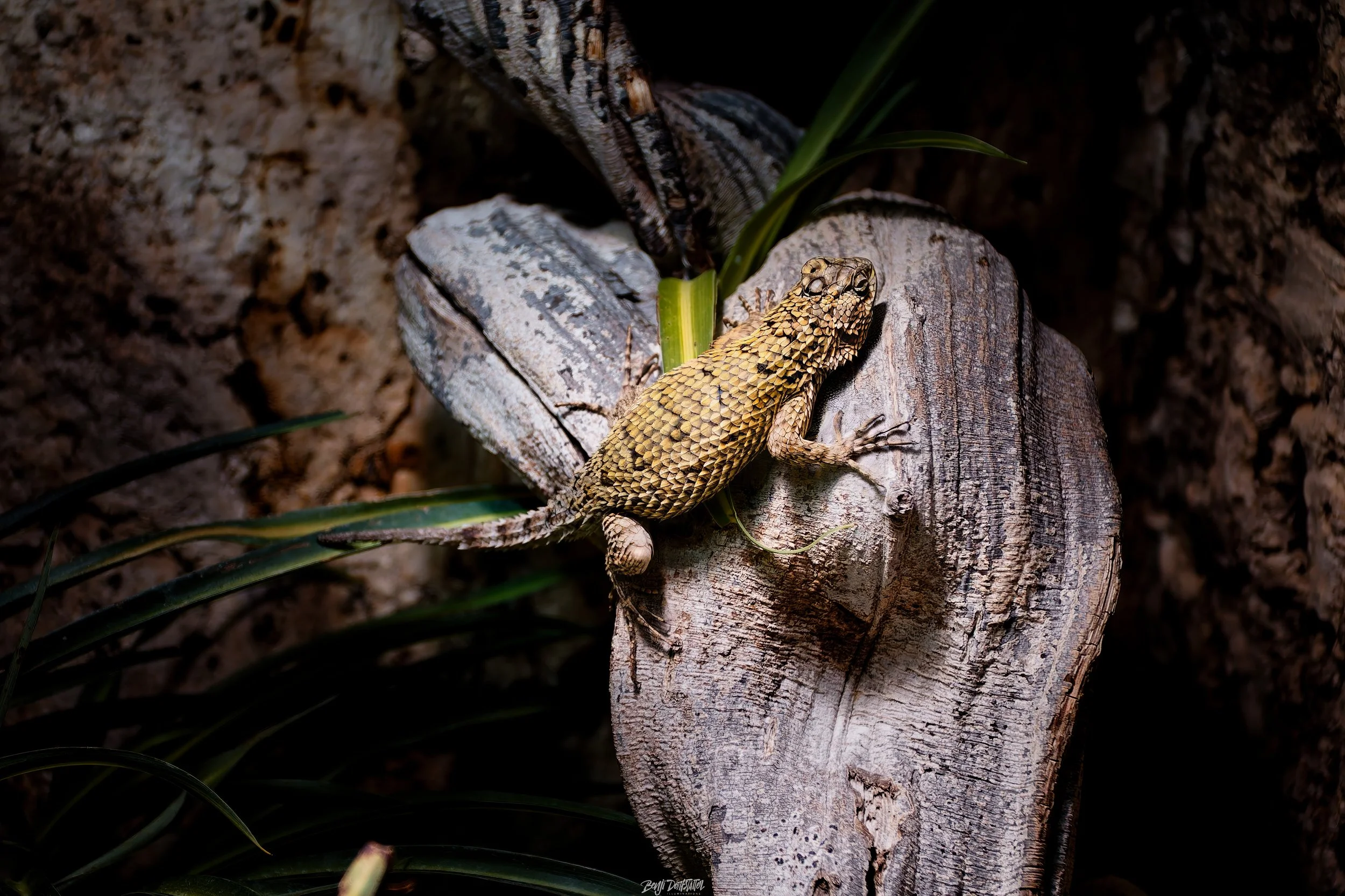 A yellow and brown lizard on a weathered wooden log surrounded by green plants.