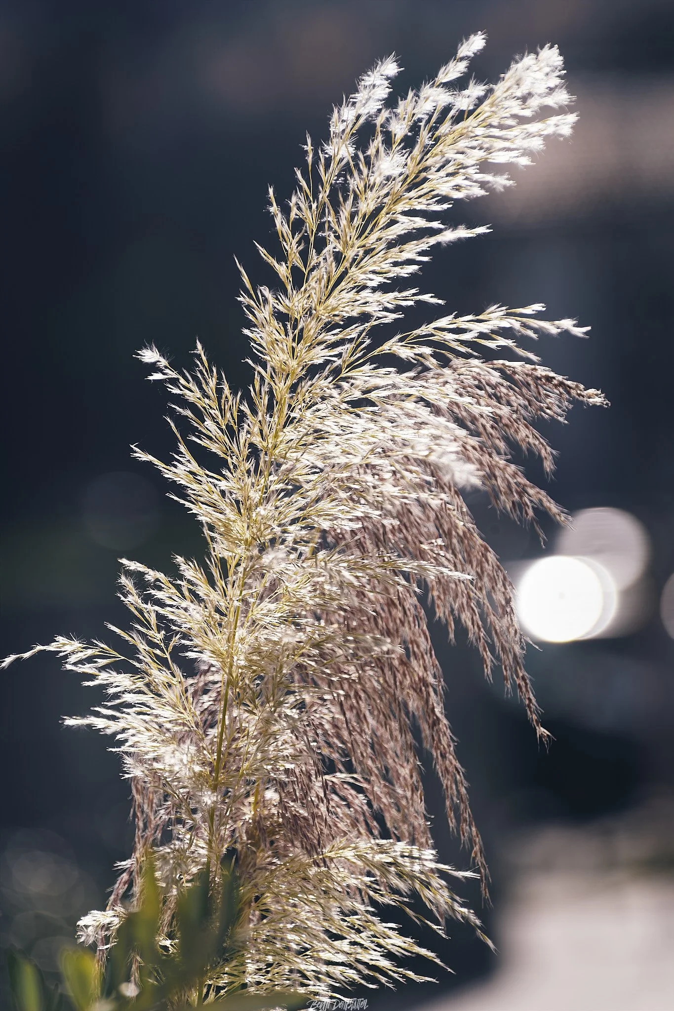 Close-up of ornamental grass with feathery plumes waving in the wind, backlit by sunlight, with a blurred dark background.