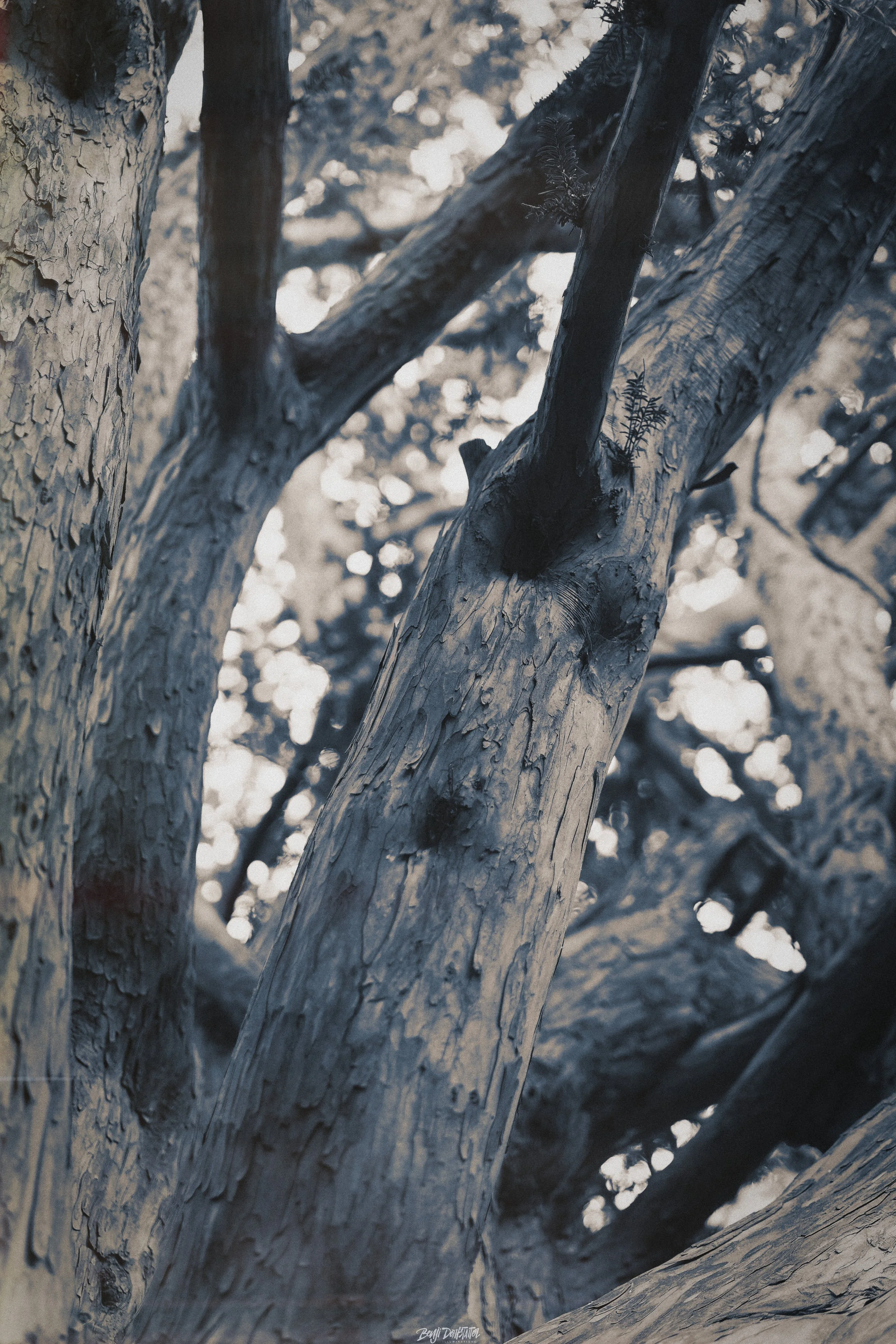 Close-up of tree branches and trunk with textured bark and small leaves, background of blurred foliage and light filtering through trees.