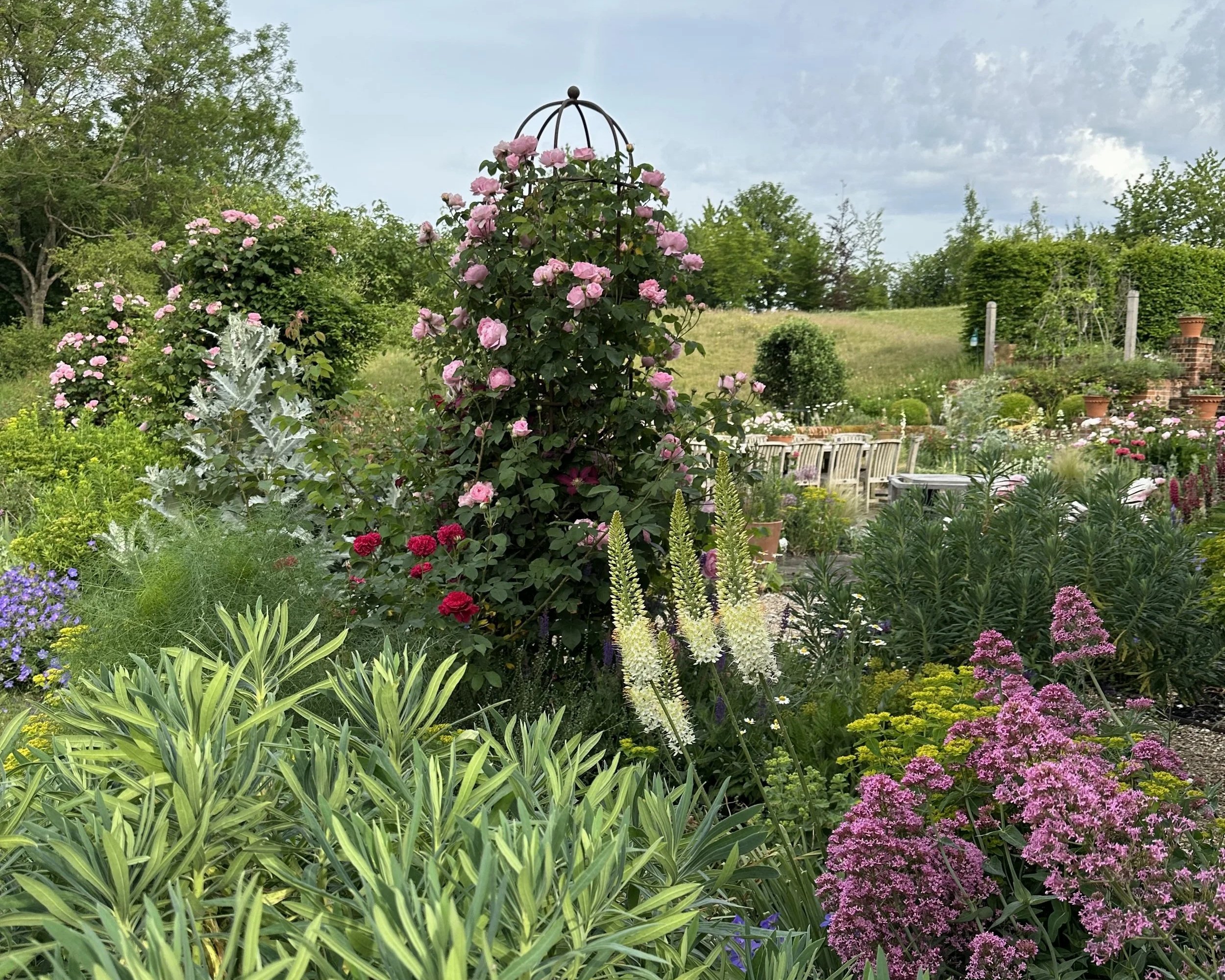 Rosa Constance Spry