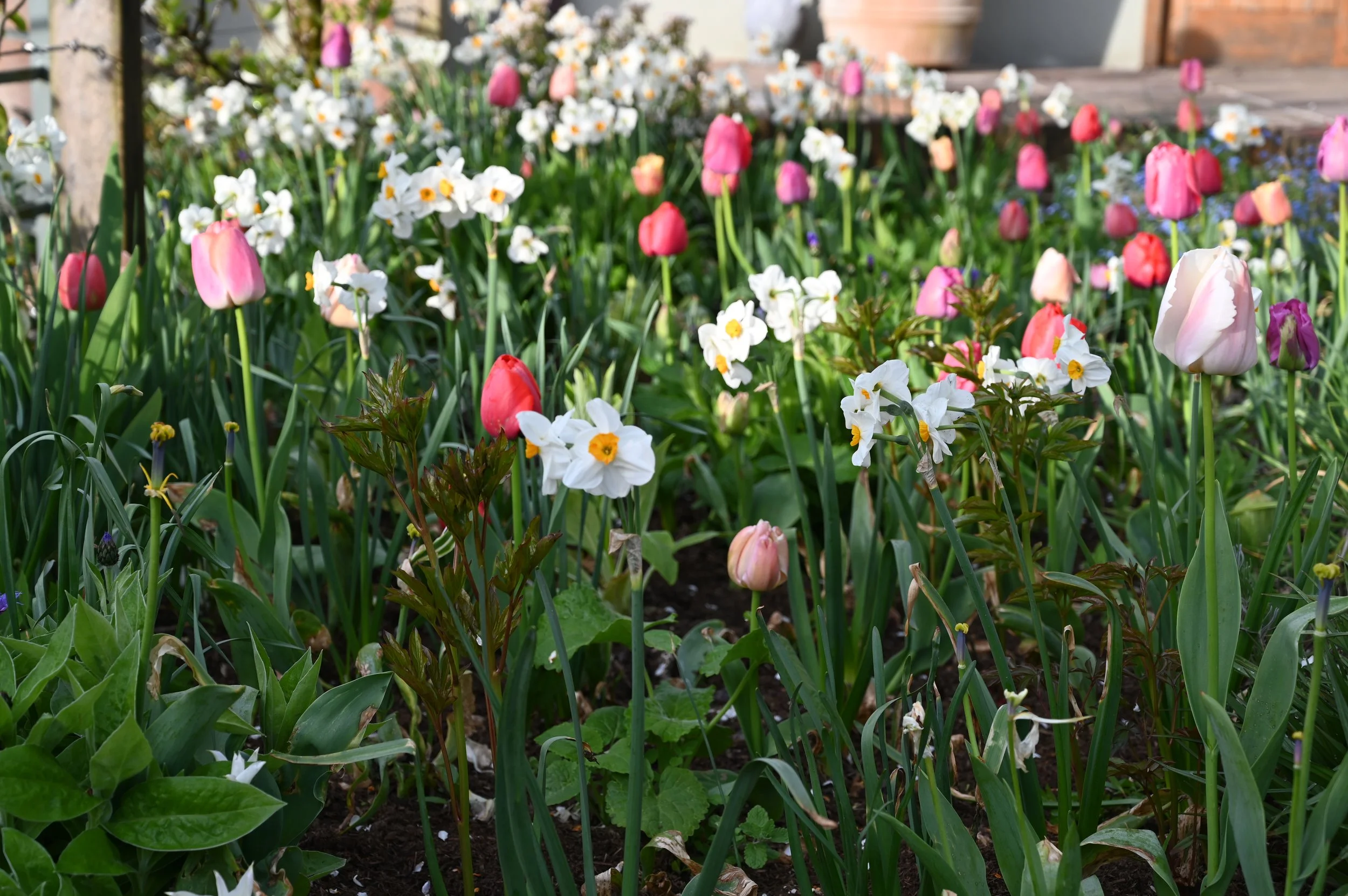 Tutti fruiti tulips and narcissus