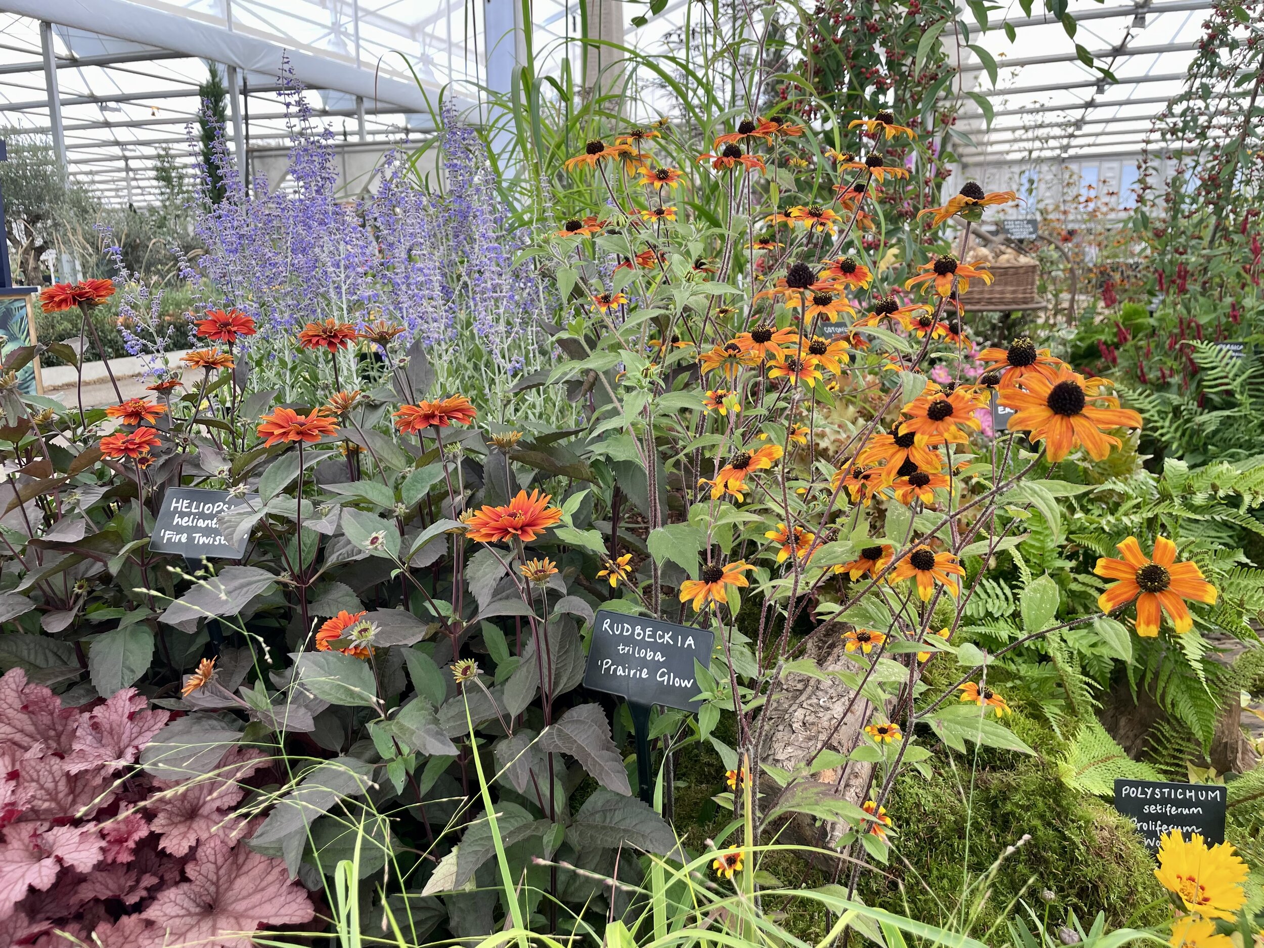 Rudbeckia triloba ‘Prairie Glow’