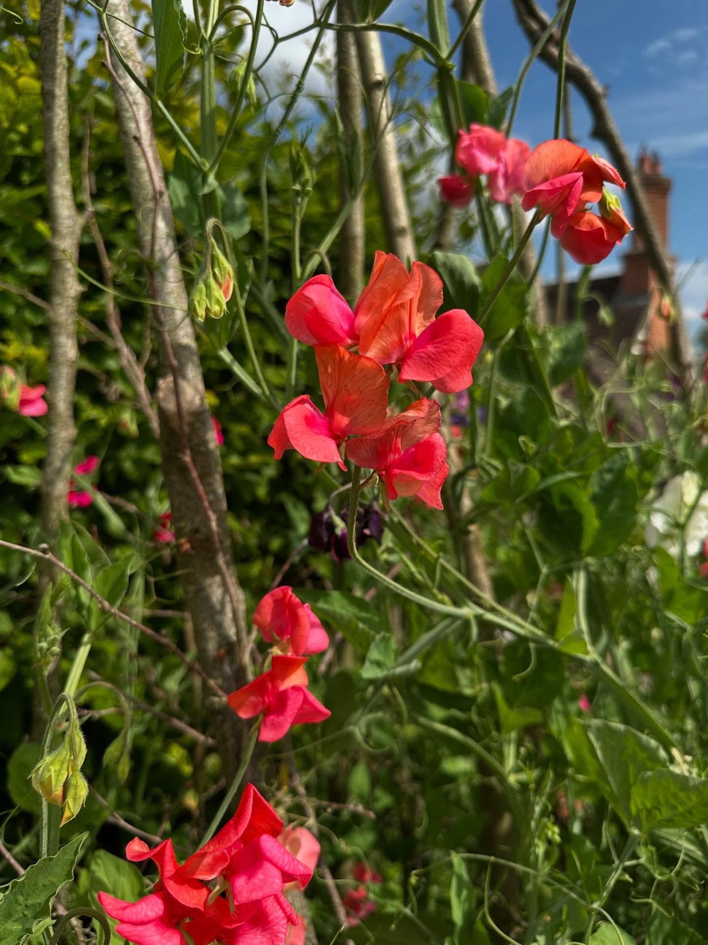 It&rsquo;s been a sweet pea day!

Firstly, a visit to a charming cottage garden this morning where the missing ingredient was sweet peas clambering up wigwams in their vegetable and cutting garden space.

Secondly, an urgent need to harvest my own sw