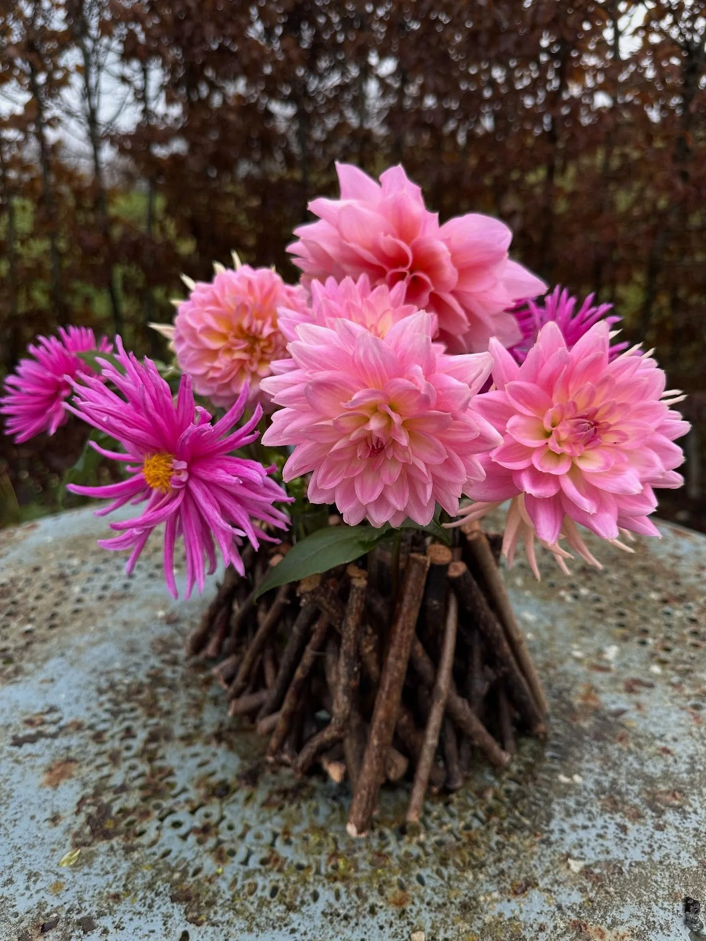 Probably the last of the dahlias 🌸
They&rsquo;ve been amazing in spite of a gruelling summer. 

They burst into their own in September and have held my garden together with colour, composition and a bit of bounce until now!  I wouldn&rsquo;t be with